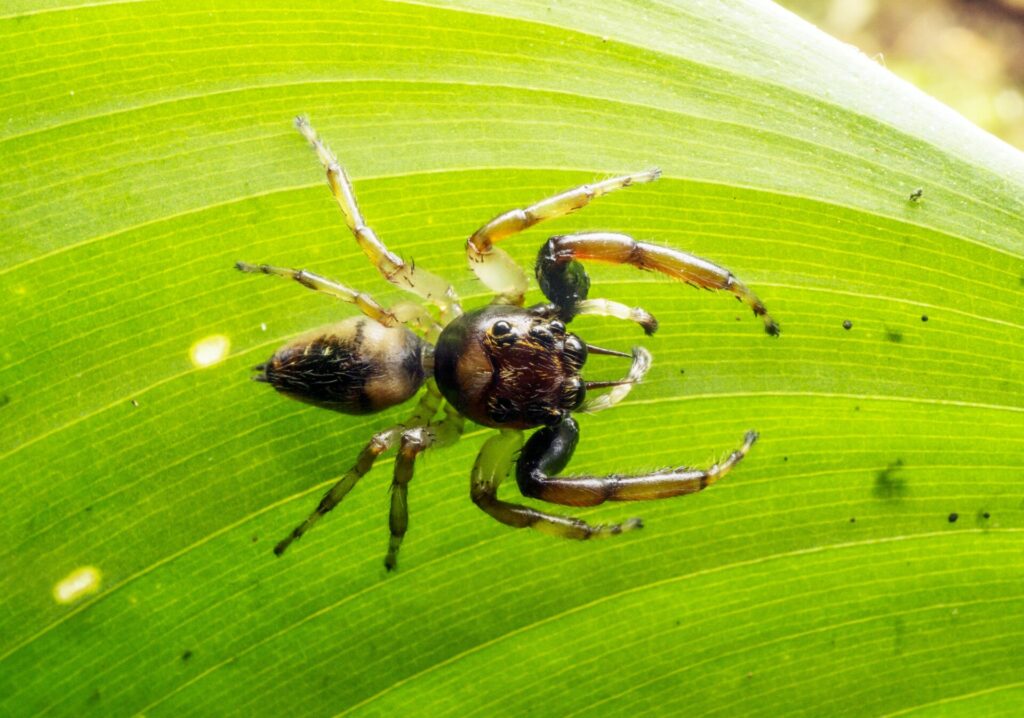 Arnoliseus hastatus spider on a leaf, REGUA, Brazil. Credit: André Almeida Alves.