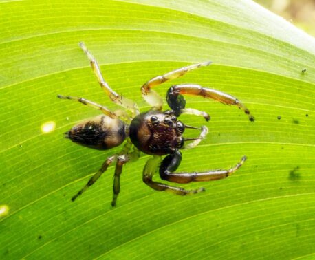 Arnoliseus hastatus spider on a leaf, REGUA, Brazil. Credit: André Almeida Alves.