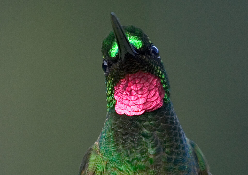 Front view of a Brazilian Ruby. Credit: Thor Ostbye