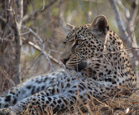 Leopard. ©Jo Dale.