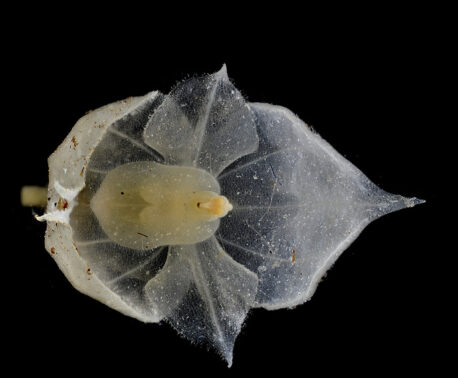 Teagueia orchid. Credit: Lou Jost