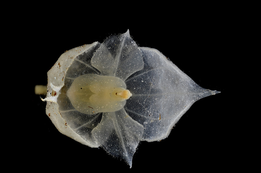 Teagueia orchid. Credit: Lou Jost