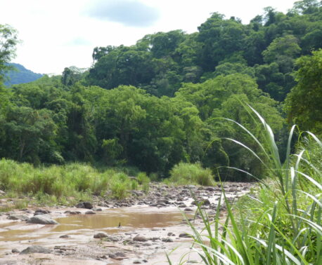El Pantanoso Reserve, Argentina. Credit: Richard Cuthbert/WLT