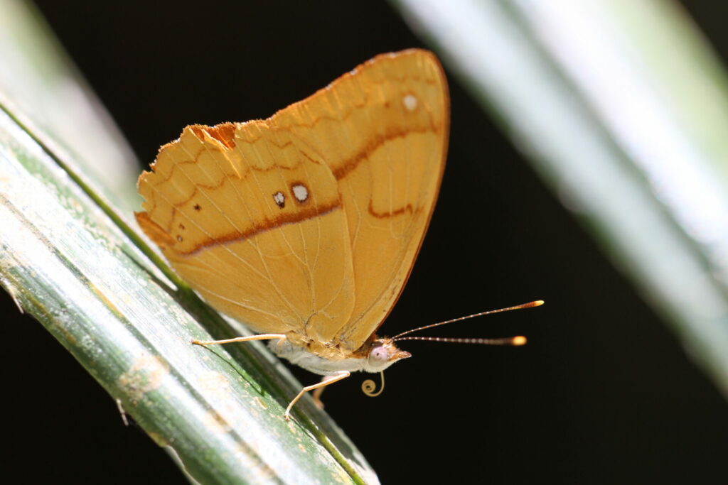 Little Banner ©Tom Kompier.