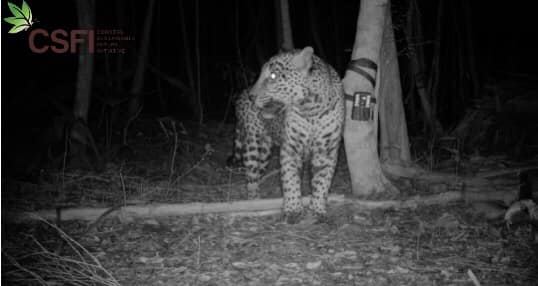 Camera-trap image of a Jaguar in Belize.
