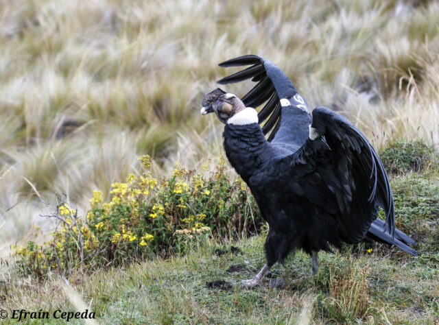 Andean Condor stretching its wings