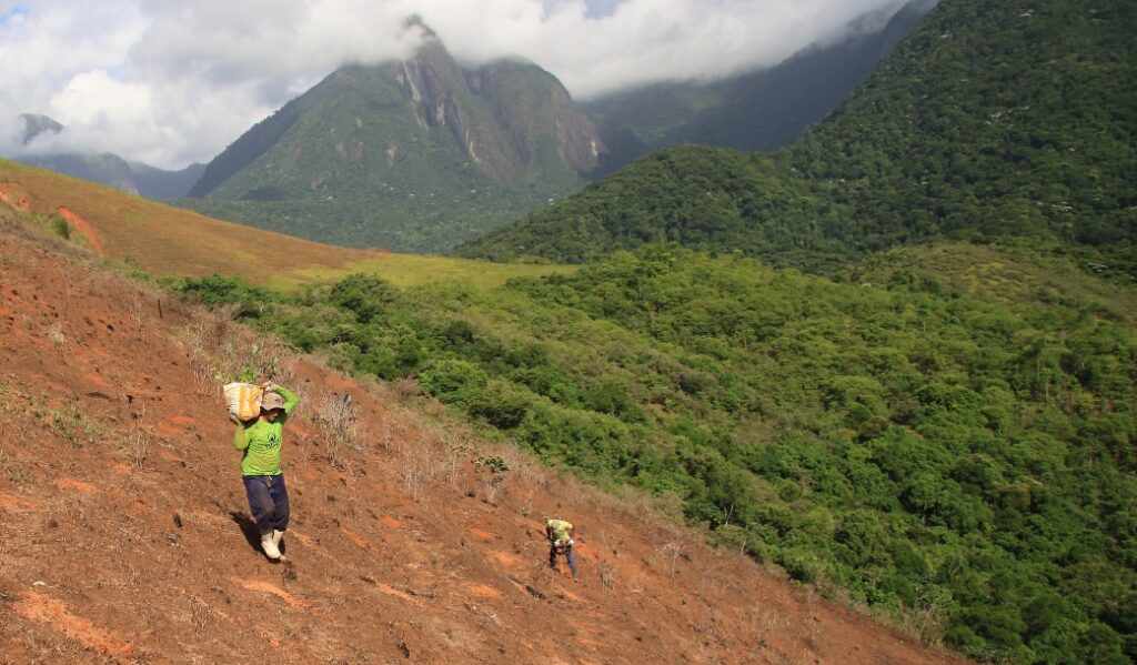 People planting trees on a hillside at REGUA, Brazil.