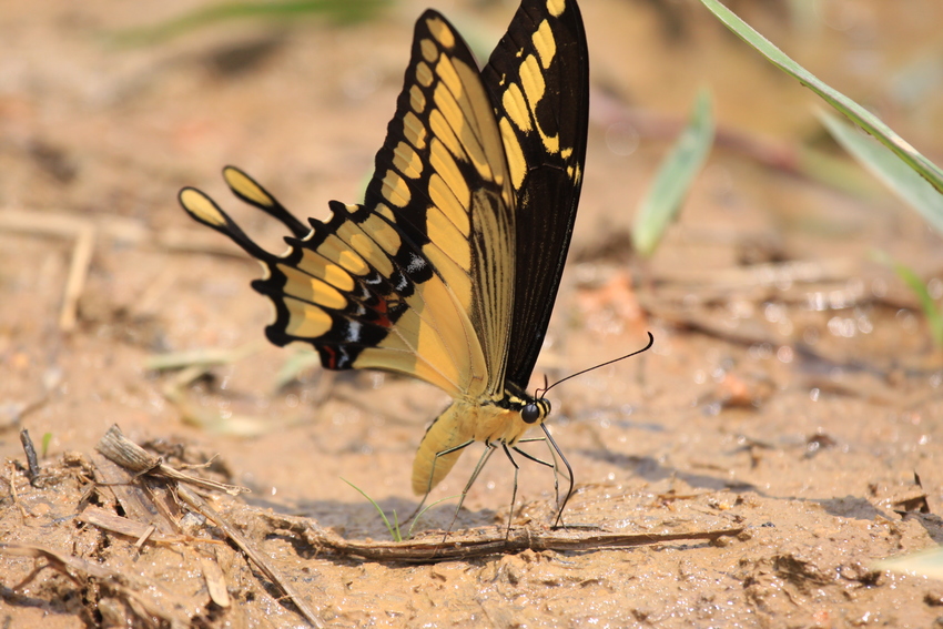 A Thaos Swallowtail butterfly on the ground at REGUA, Brazil.