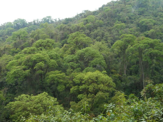 A view of mature forest at El Pantanoso A view of mature forest at El Pantanoso