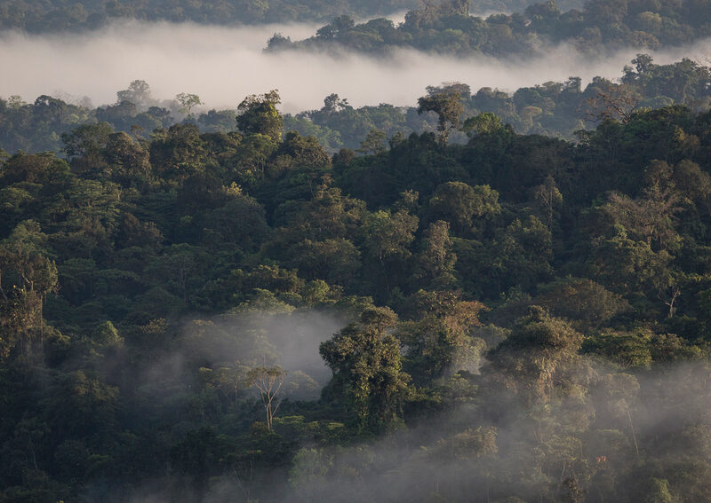 Choco Forest, Canande, Ecuador ©Fundacion Jocotoco