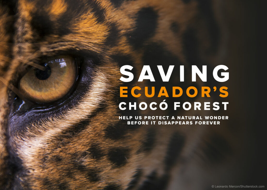Saving Ecuador's Chocó Forest
