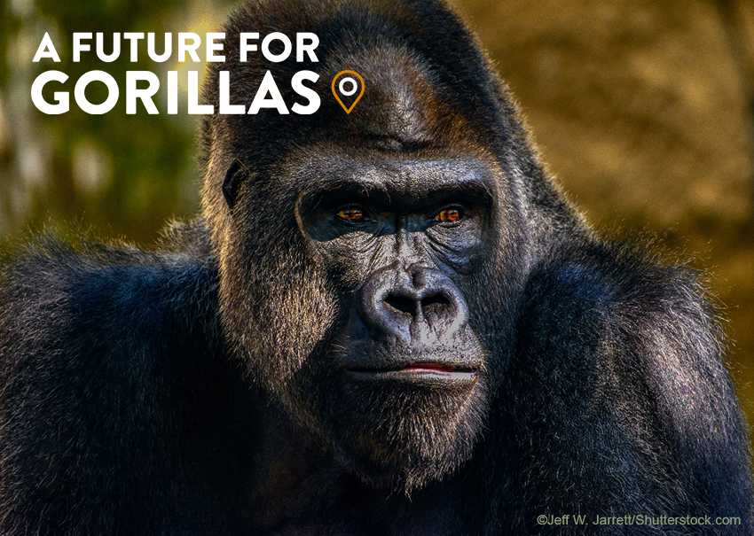 A Future for Gorillas