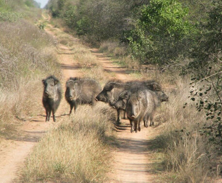 A group of hacoan Peccary of Córdoba Province, Argentina