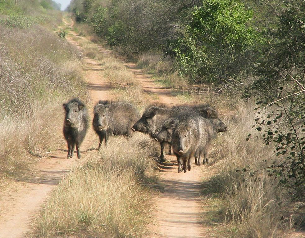 A group of hacoan Peccary of Córdoba Province, Argentina