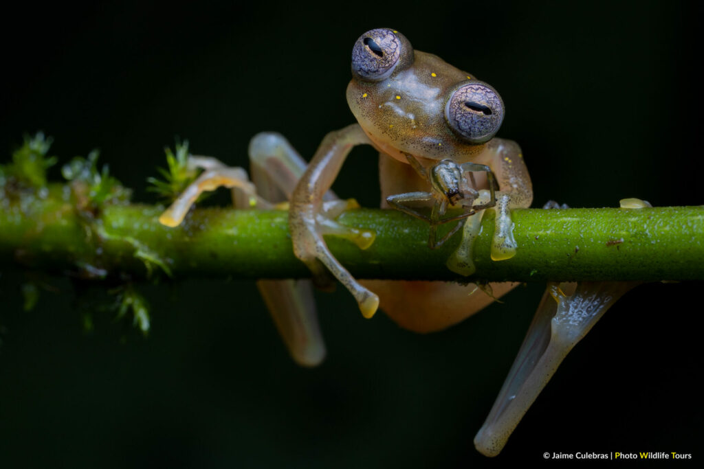 Manduriacu Glass Frog feeding on a spider