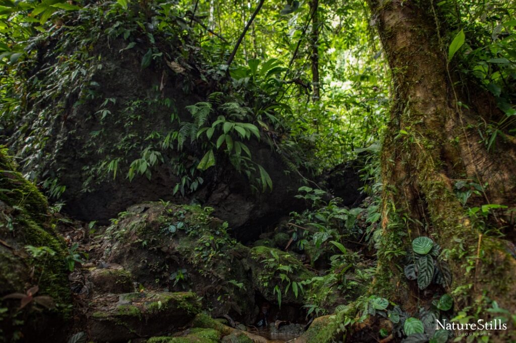 A view of Chocó forest in Canandé reserve, Ecuador.