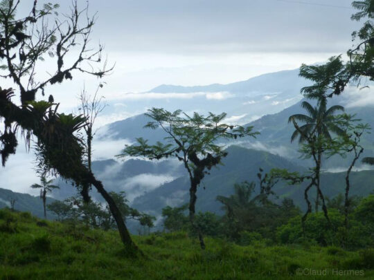 A view of the Buenaventura cloud forest ©Claudia Hermes A view of the Buenaventura cloud forest ©Claudia Hermes