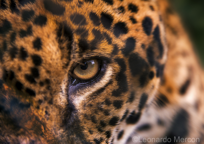 Saving Ecuador's Chocó Forest