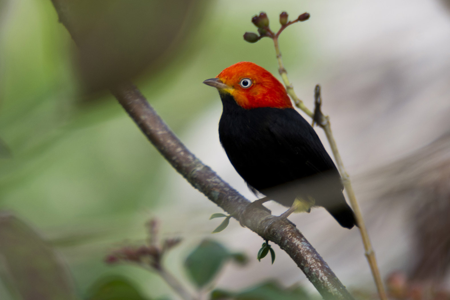 Red-capped Manakin ©Dan Bradbury