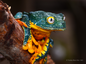 Floating plants such as Water Hyacinth can extract heavy metal impurities from water © Hans Birger Nilsen