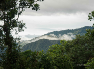 Capybara and Egret in Barba Azul Reserve, Bolivia © Ruth Canning/WLT