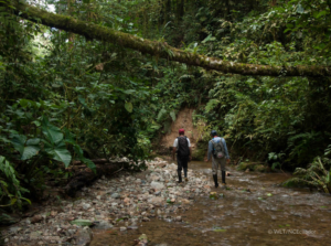 The mangroves, reefs and other coastal ecosystems on the Caribbean coast of Guatemala protect the land from storm surges and tsunamis © Robin Moore/FUNDAECO