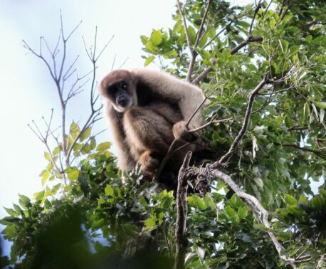 Southern Muriqui in REGUA's reserve in Brazil's Atlantic Forest