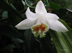 Bogs such as those in Kemeri National Park are excellent carbon sinks © Runa S. Lindebjerg/GRID Arendal