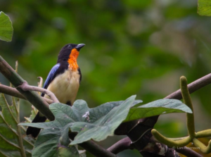 The wetlands of Barba Azul are seasonal, as the Beni Savanna floods every year in the wet season © Kevin Cox