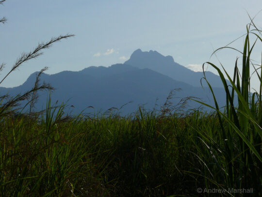 A view of Magombera Reserve