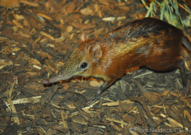 A Chequered Sengi foraging on the ground