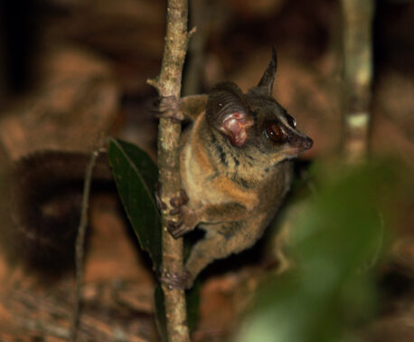 Rondo Dwarf Galago