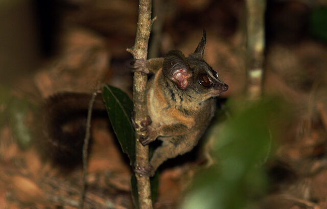 Rondo Dwarf Galago