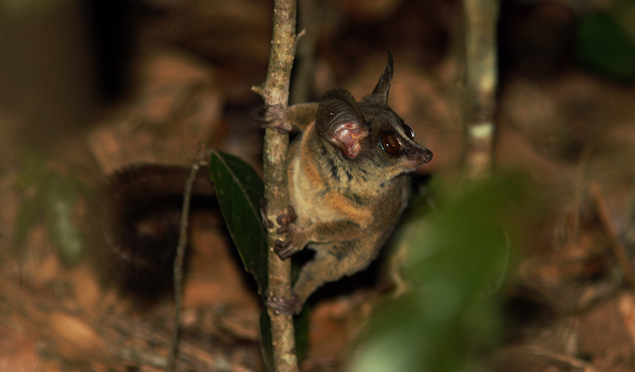 Rondo Dwarf Galago