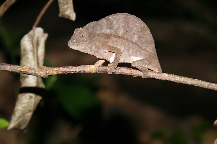 Bearded Pygmy Chameleon