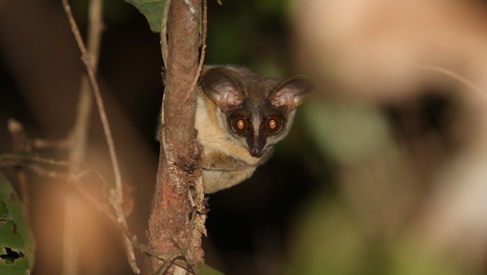 Rondo Dwarf Galago