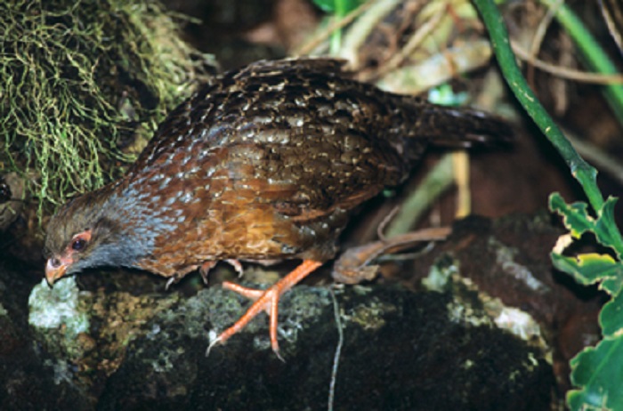 Bearded Wood Partridge