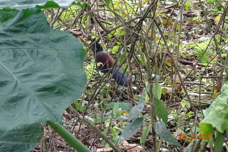 Banded Ground Cuckoo