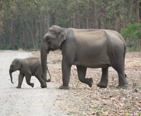 Asian Elephant and calf