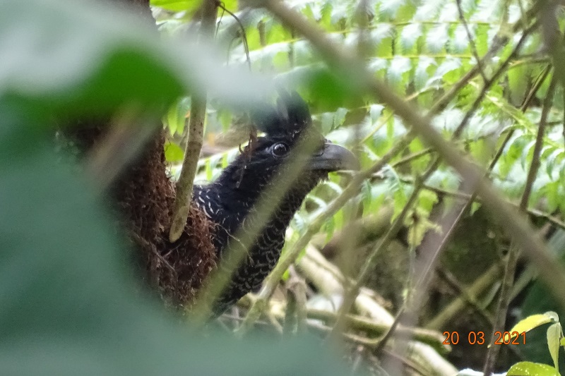 Banded Ground Cuckoo