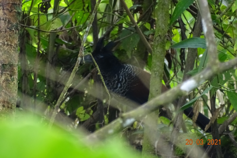 Banded Ground Cuckoo