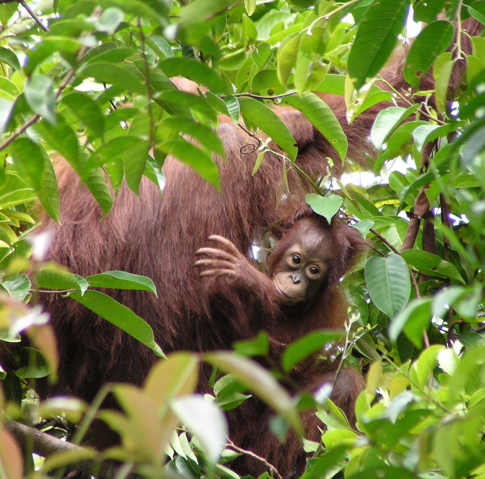 Bornean Orangutan