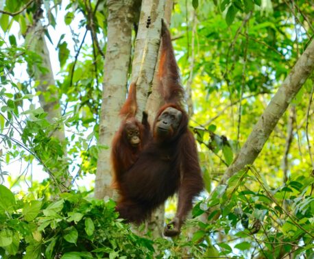 Bornean Orangutan