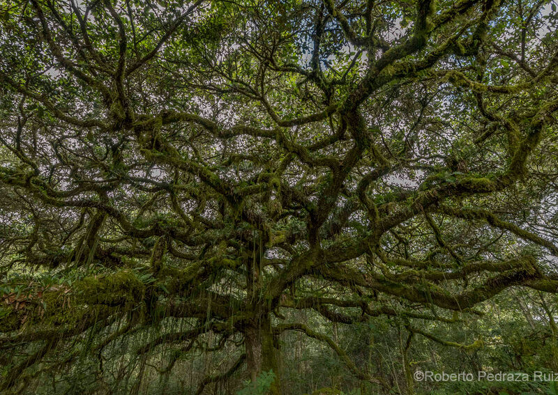Tree branches in Borneo