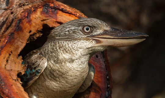 Blue-winged Kookaburra