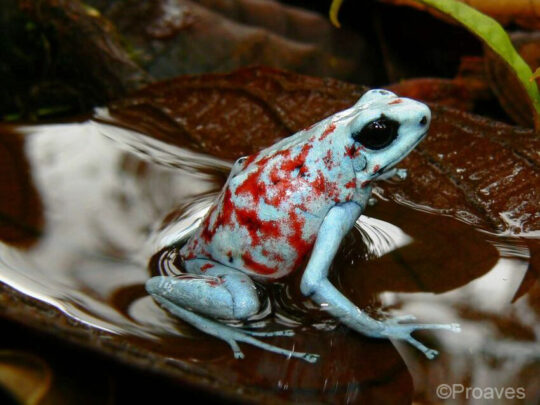 Blue Pangan Poison Arrow Frog