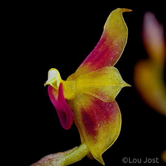 Masdevallia-stigii---Orchid-Rio-Zunac