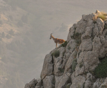Bezoar Goat standing on top of a mountain