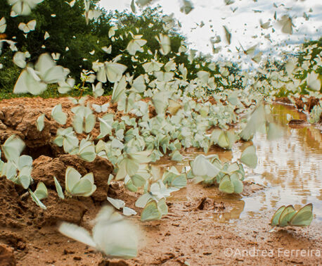 A blizzard of butterflies