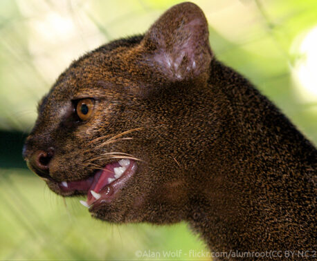 Jaguarundi portrait - ©Alan Wolf - flickr.com/alumroot(CC BY-NC 2.0)